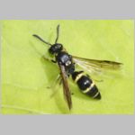 Symmorphus bifasciatus - Lehmwespe 04.jpg